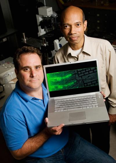 Scott Siechen and Taher Saif, University of Illinois at Urbana-Champaign