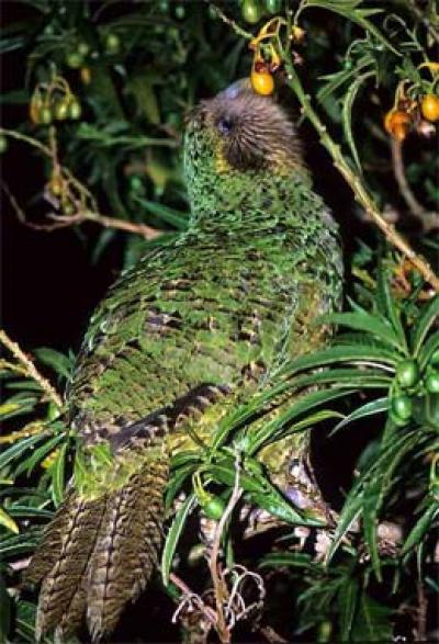 Kakapo