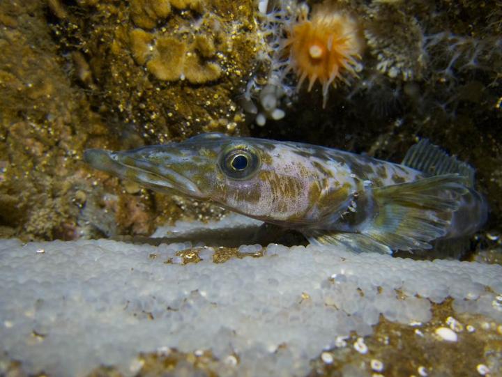 Antarctic Dragonfish