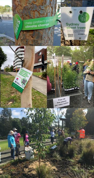 Urban forests are essential infrastructure for climate resilience, biodiversity, and public health