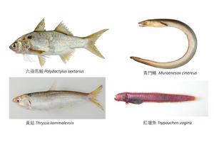 CityUHK scholar participates in global study revealing global food‑safety risks in marine fish
