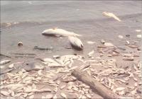 Fish Kills