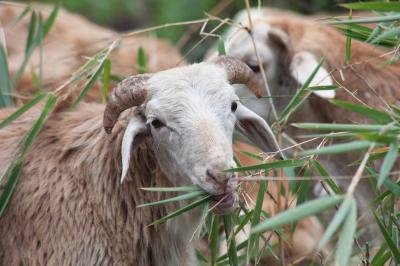 Sheep Eating in Doyogena, Ethiopia