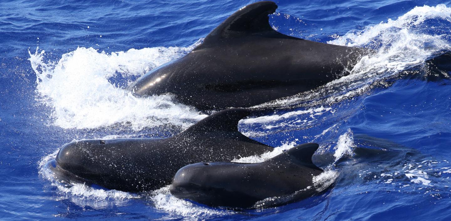 Pilot Whales