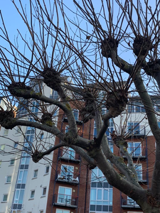 Crown galls 3