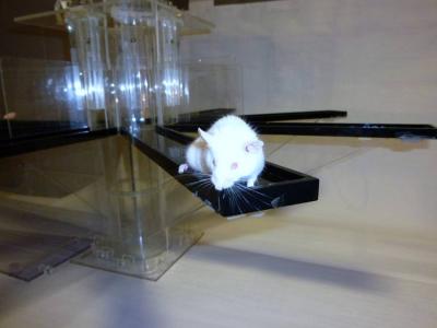 Mouse and Memory