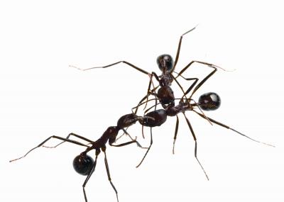 Ants