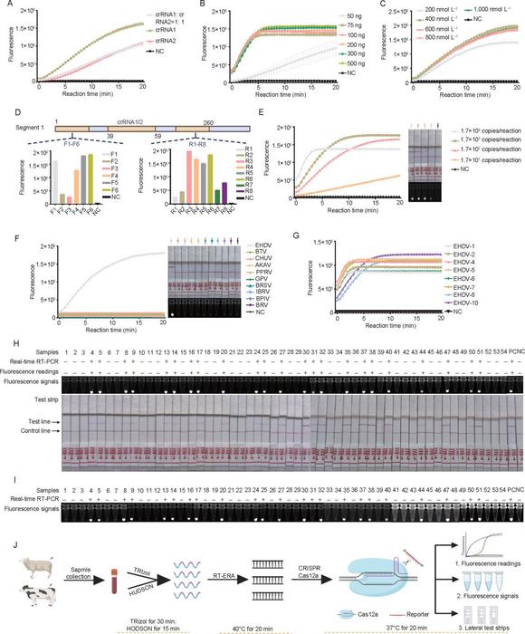Fig. 1. Establishment and validation of a rapid and visual on-site detection system for Epizootic Hemorrhagic Disease Virus (EHDV) based on CRISPR-Cas12a and RT-ERA.