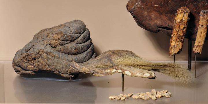 Mylodon Dung