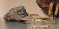 Mylodon Dung