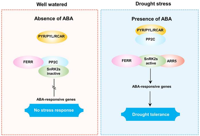 Working model for ABA signaling mediated by competitive interactions between FERR-PP2C-SnRK2s or FERR-SnRK2s-ARR5 complex under of well-watered and drought stress conditions.