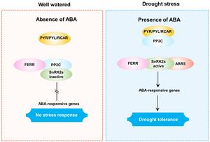 Working model for ABA signaling mediated by competitive interactions between FERR-PP2C-SnRK2s or FERR-SnRK2s-ARR5 complex under of well-watered and drought stress conditions.