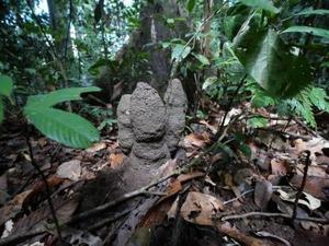 Termite mound
