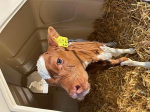 Better-fed calves are more moo-tivated to play, pioneering study shows