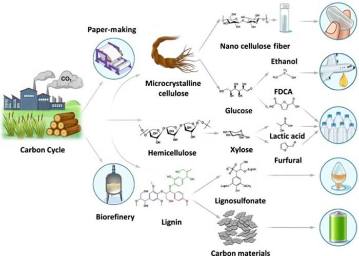 Lignin derived carbon materials: current status and future trends