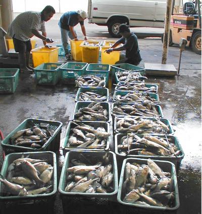 Aquaculture in Hawaii
