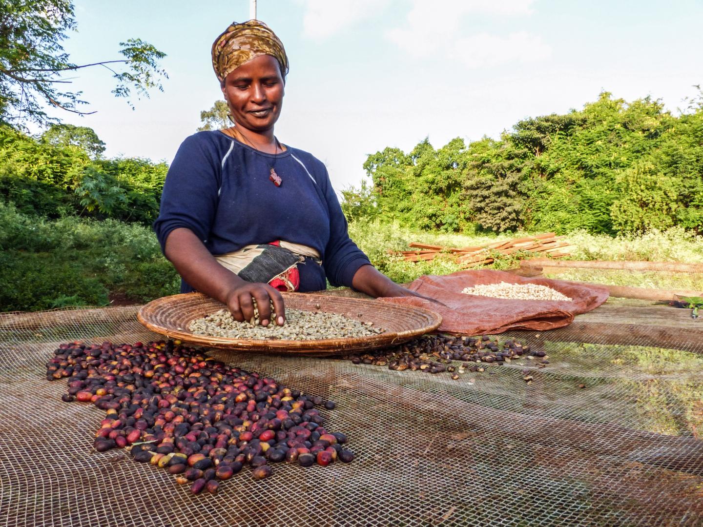 Coffee Beans and Berries