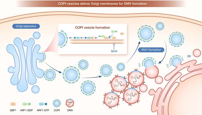 COPI vesicles deliver Golgi membranes for DMV formation