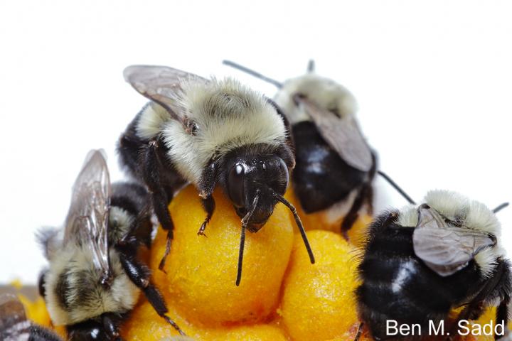 Bumblebees 2