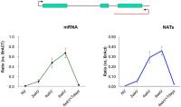 mRNA and IncRNA