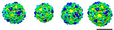 'Transformer' Protein Makes Different Sized Transport Pods