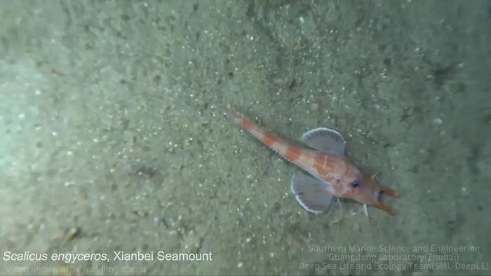 Walking Behavior in Peristediid Fishes in the South China Sea