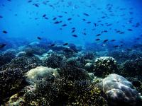 Coral in the South Arabian Gulf
