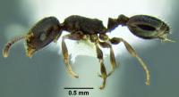 <i>Temnothorax arboreus</i>