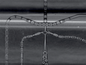Single cell sequencing