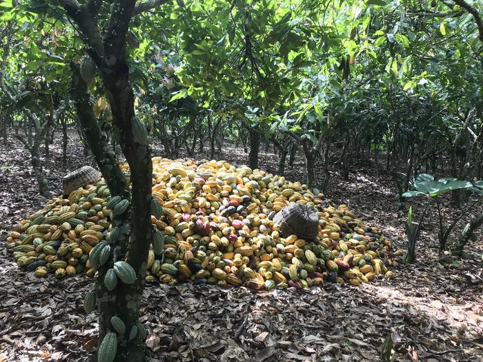 Harvested cocoa fruits lying on the ground drying out before the farmers sell them.