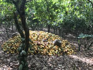 Harvested cocoa fruits lying on the ground drying out before the farmers sell them.