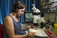 Dr. Megan Head, Australian National University