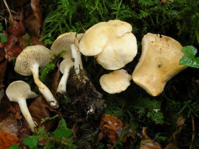 <I>Hydnum vesterholtii</I>