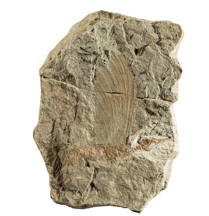 Fossil of Mirasaura grauvogeli (holotype)