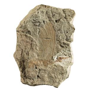 Fossil of Mirasaura grauvogeli (holotype)