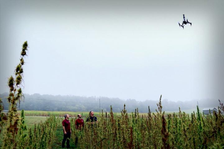 Hemp Field at Kentland Farms
