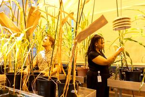 NYU researchers grow corn