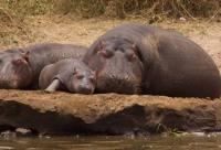 Hippo Family