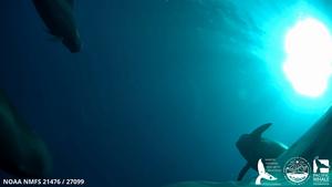 A tagged short-finned pilot whale films other whales in its pod.