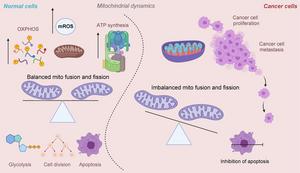 Mitochondrial dynamics in normal and cancer cells