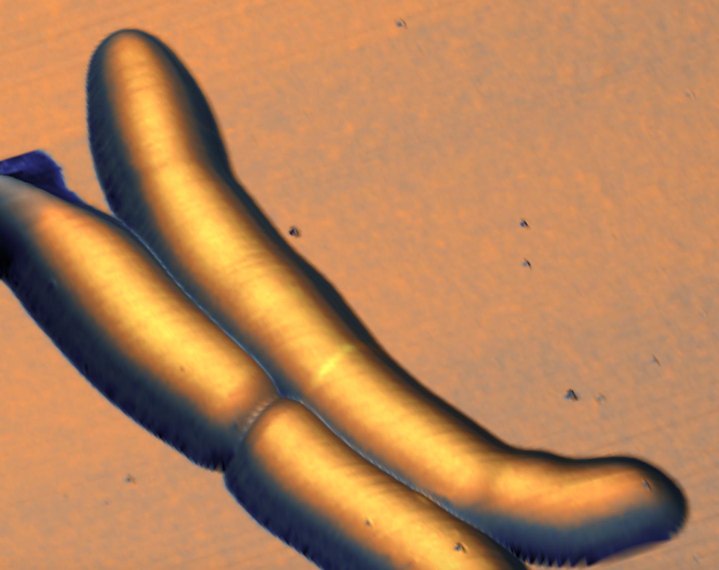 The Wave-Trough Division Site in <i>M. smegmatis</i>
