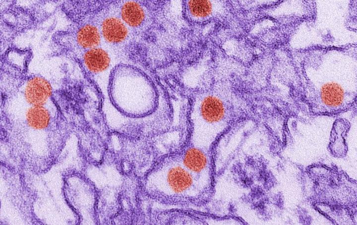 Zika Virus Particles