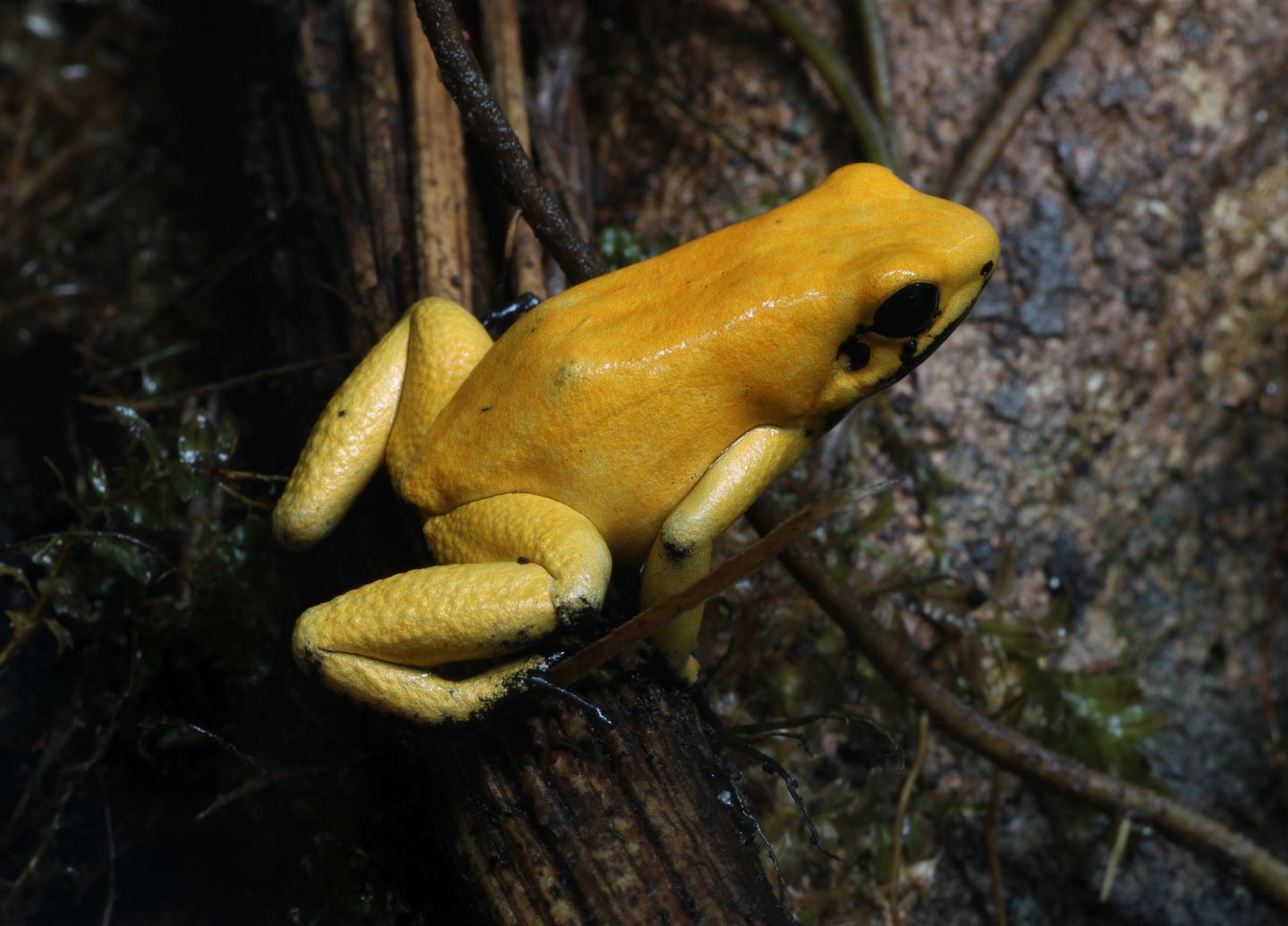 <I>P. terribilis</I> (2 of 3)