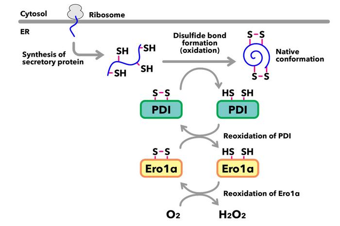 Redox pathway underlying the formation of native conformations of secretory proteins in the endoplasmic reticulum (ER)