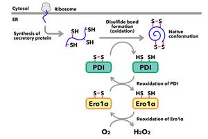 Redox pathway underlying the formation of native conformations of secretory proteins in the endoplasmic reticulum (ER)