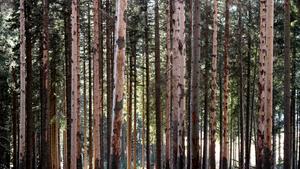 TUM researchers have modeled how bark beetles, storms and wildfires could affect Europe’s forests.