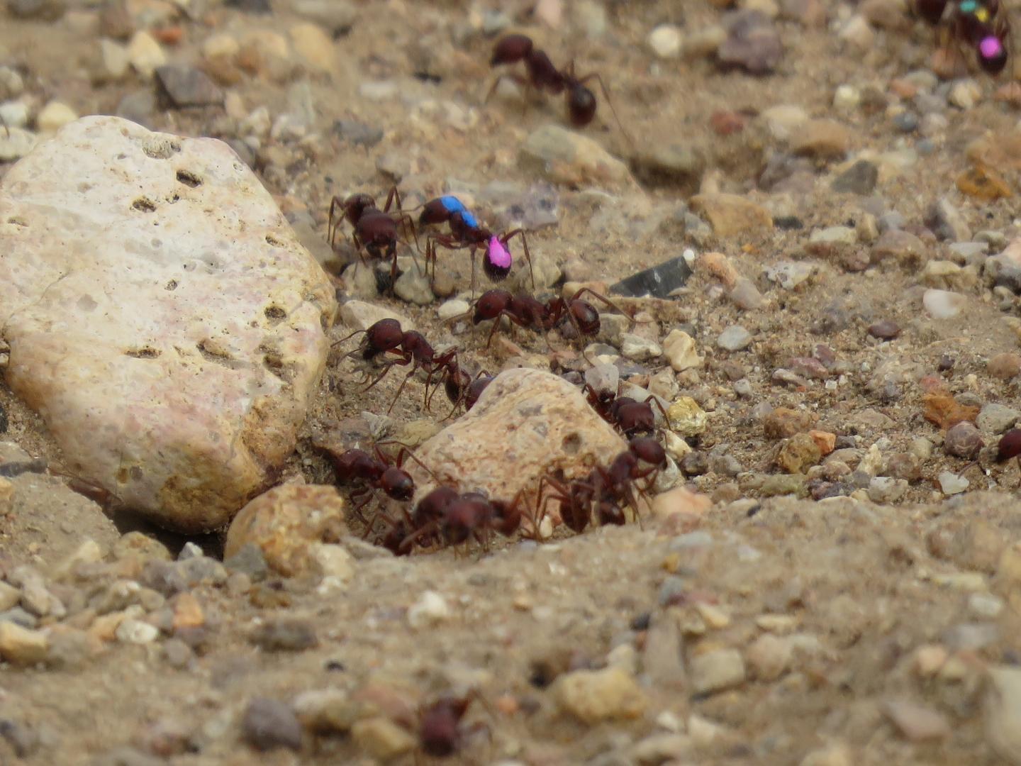 Foraging Ants