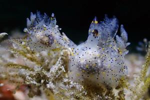 Two individuals of Thecacera sesama sp. nov. feeding on a bryozoan