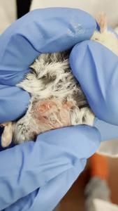 Newborn dunnarts crawling to their mother's pouch