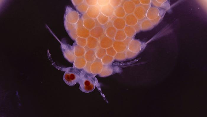 Close-up of female stolen – one of the worm's independent reproductive units